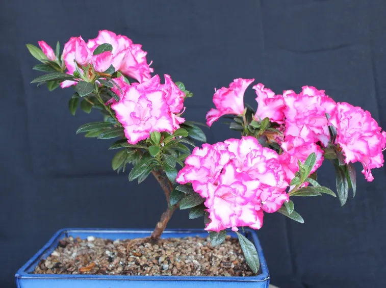 Un bel bonsai di azalea dai fiori variegati