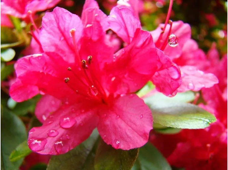 Un bellissimo esempio di fiore di azalea