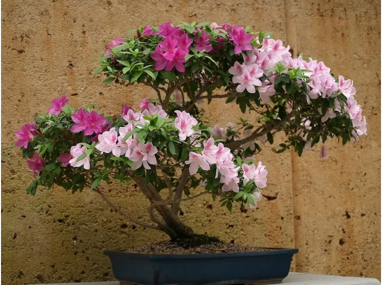 Un bonsai di azalea dai fiori di diverso colore
