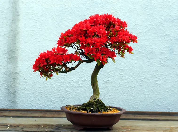 Un esemplare di bonsai di azalea dai fiori rossi