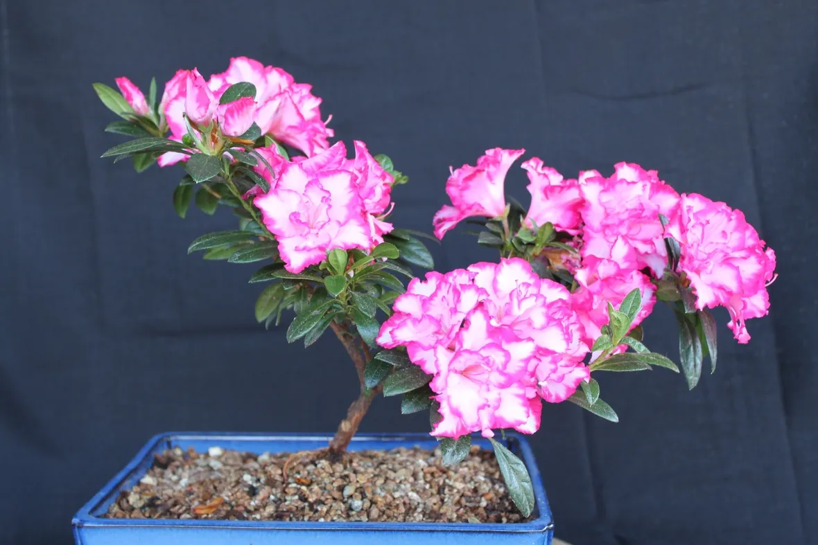 Un bel bonsai di azalea dai fiori variegati