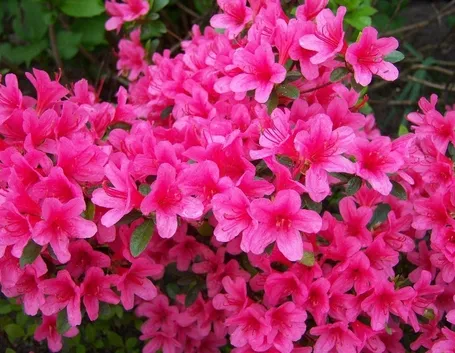 Azalea japonica bonsai