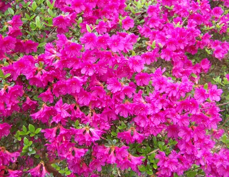 Azalea