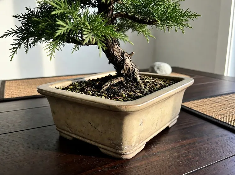 Bonsai di Chamaecyparis obtusa