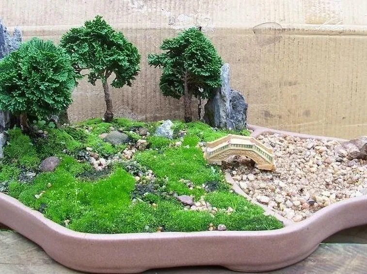 Piante di Chamaecyparis obtusa nana Gracillis