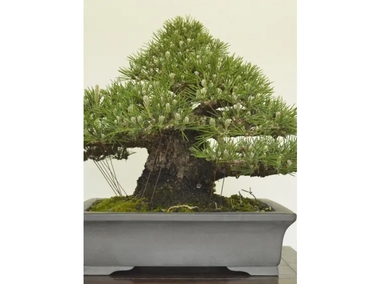 bonsai pino nero giapponese