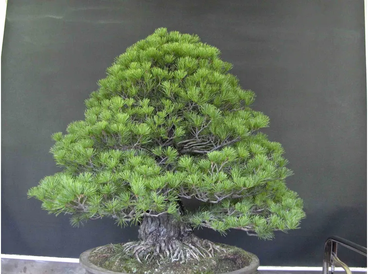 chokkan bonsai pianta