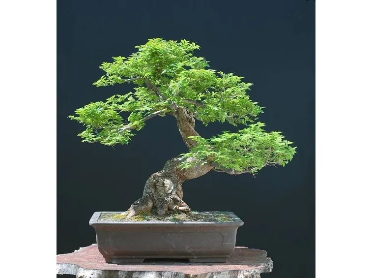 Mohoyogi pianta bonsai