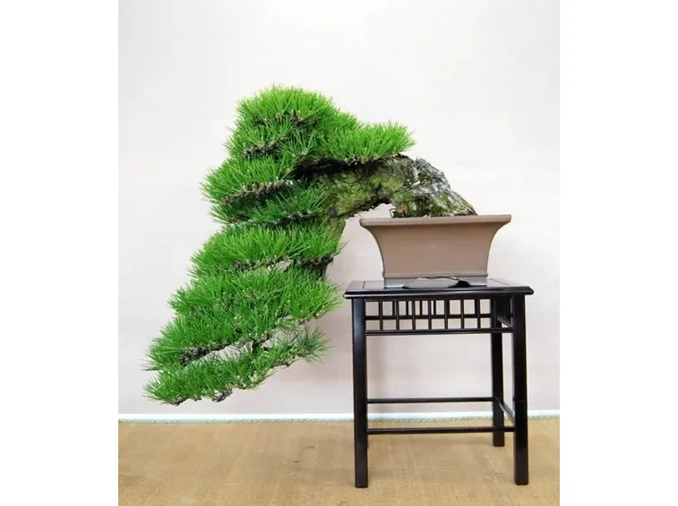 kengai bonsai crescita