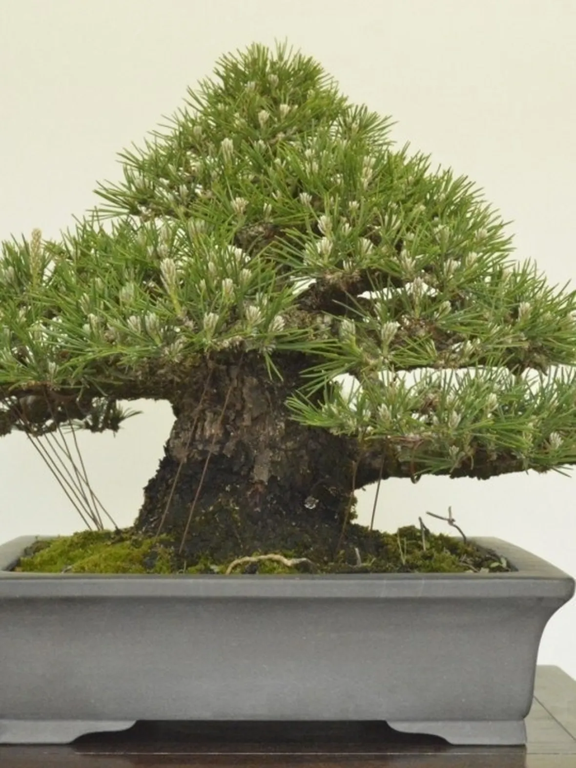 bonsai pino nero giapponese