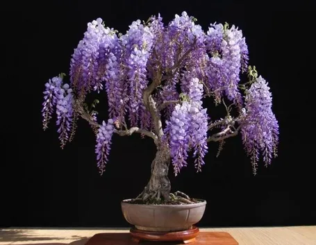 Bonsai di glicine
