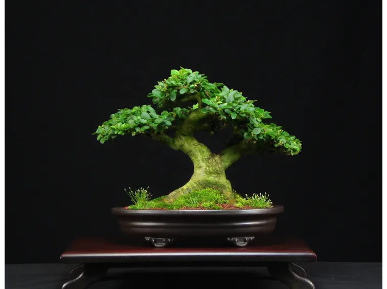 Bonsai ligustro
