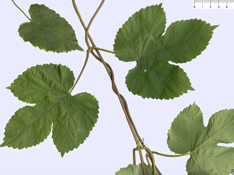 Foglie del bonsai Ligustro