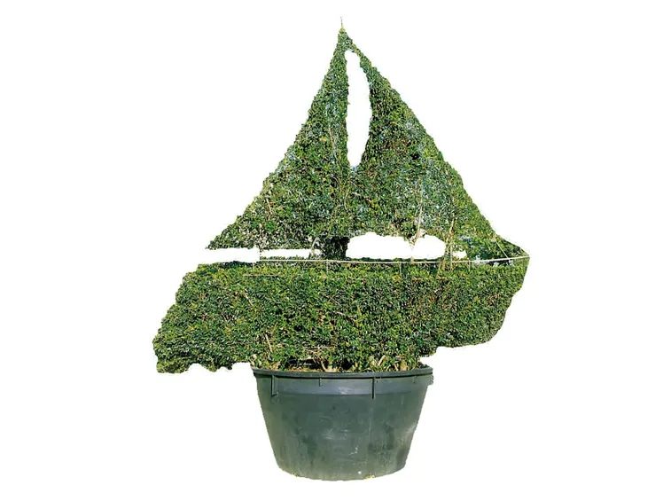 Particolare potatura di bonsai Ligustro