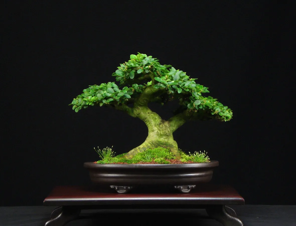 Bonsai ligustro