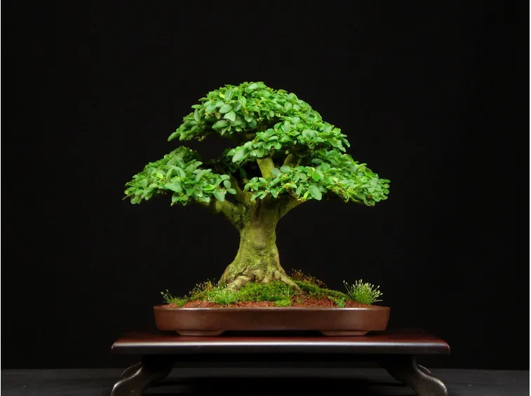 Bonsai Ligustrum vulgare