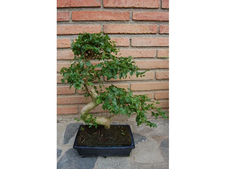 Bonsai Ligustrum sinense