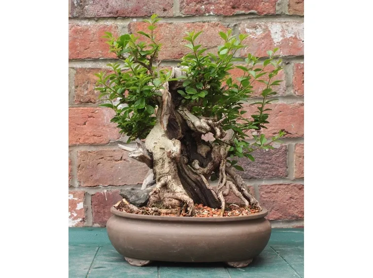 Bonsai Ligustrum ovalifolium