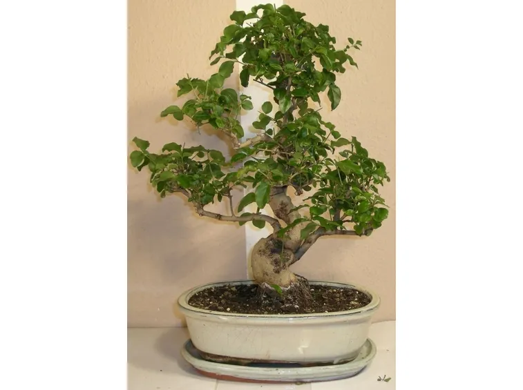 Bonsai Ligustrum japonicum