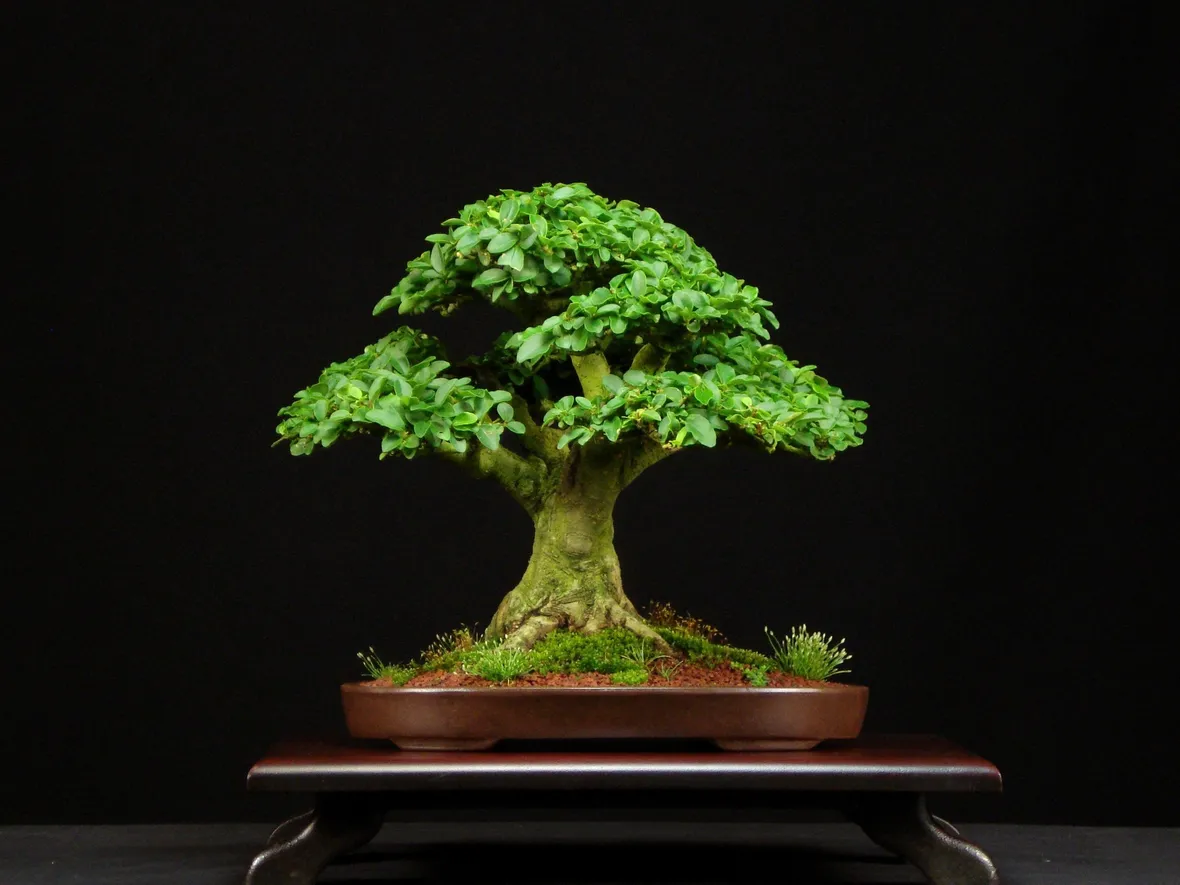 Bonsai Ligustrum vulgare