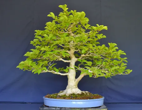 Bonsai magnolia non fiorito