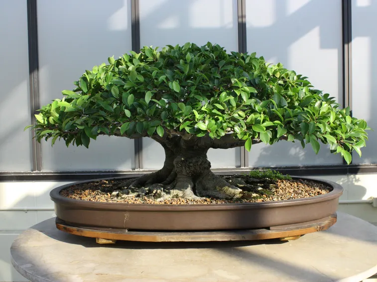 Un esemplare di ficus bonsai in salute
