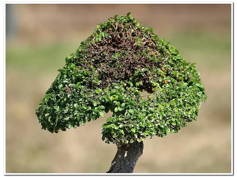 Chioma di un bonsai esposta per troppo tempo al sole diretto