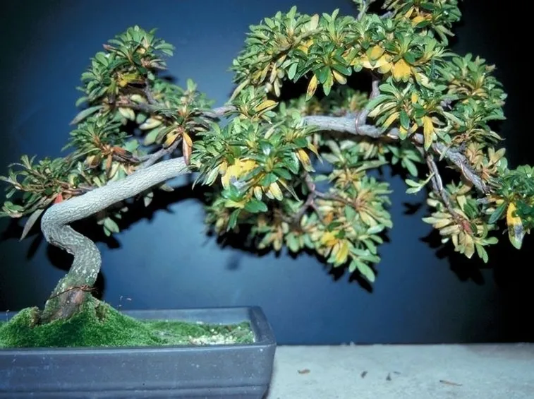 Bonsai con grave perdita di foglie