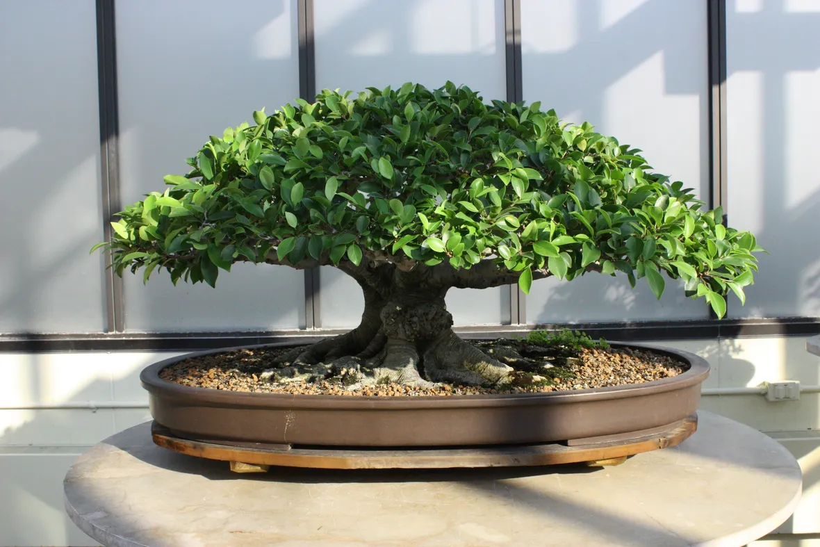 Un esemplare di ficus bonsai in salute