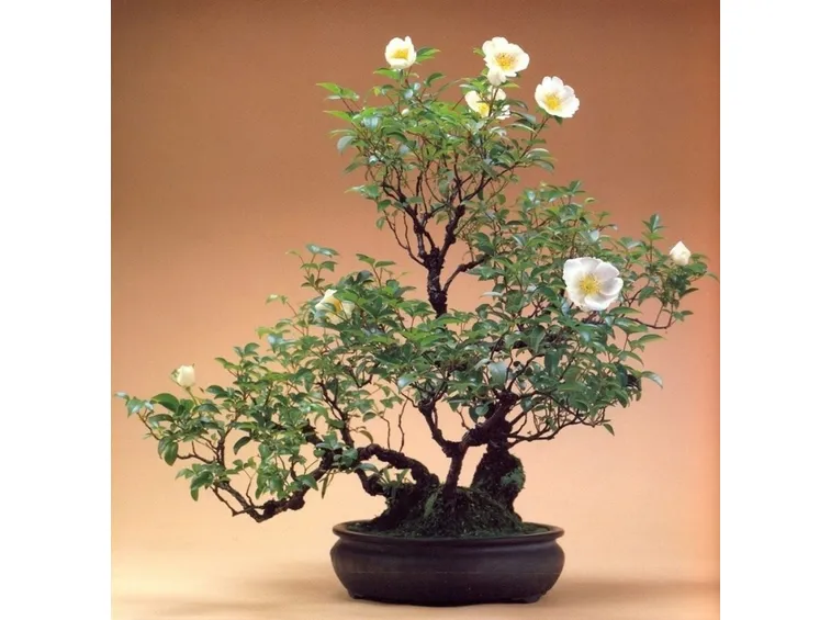 Rosa bianca bonsai