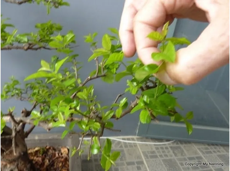 Pinzatura del fogliame del bonsai