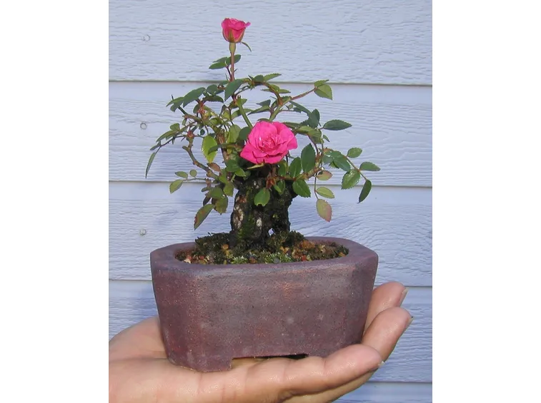 Piccolo bonsai di rosa