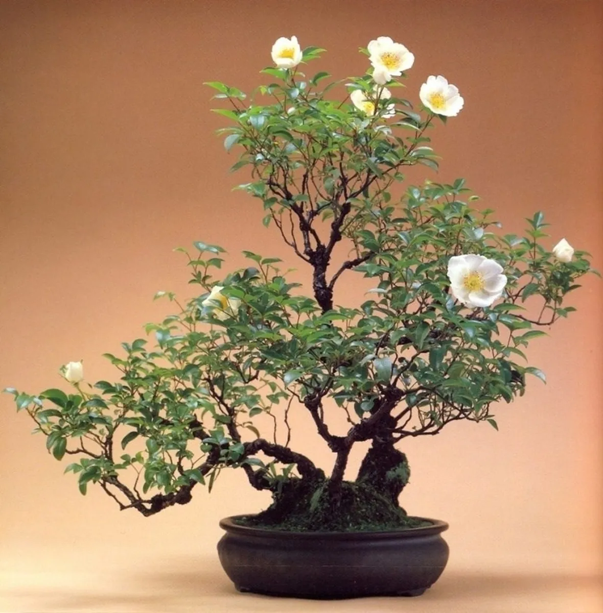 Rosa bianca bonsai