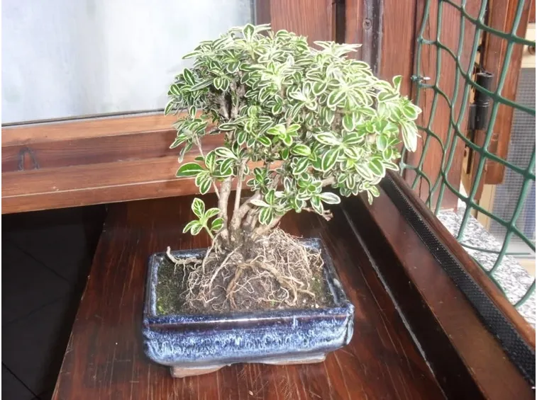 Un bonsai di serissa variegata
