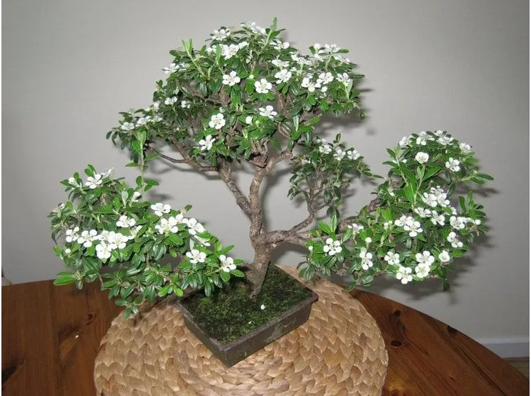 Un bonsai di serissa fiorito