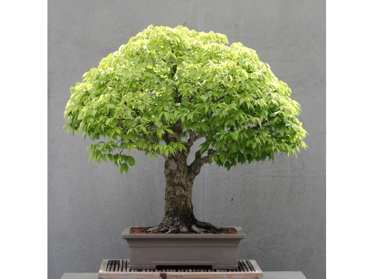 Un esemplare di bonsai di zelkova