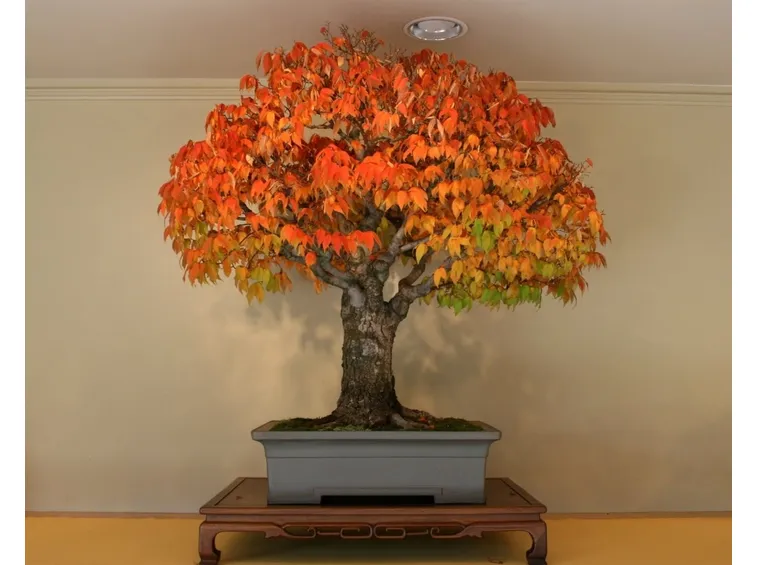 Un bonsai di zelkova le cui foglie hanno assunto la tipica colorazione autunnale