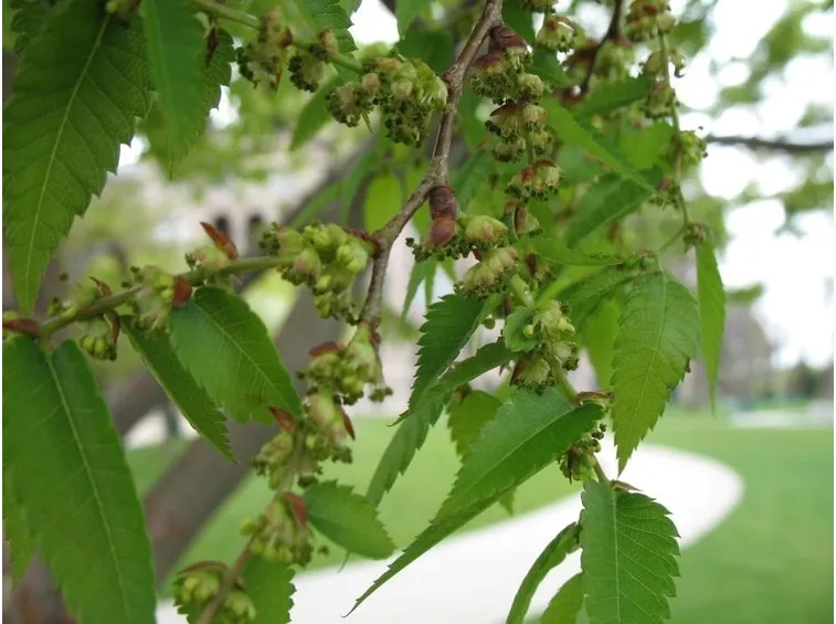I fiori verdi e quasi invisibili di zelkova
