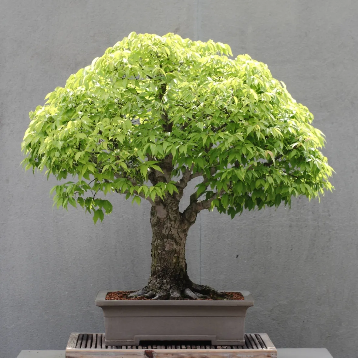 Un esemplare di bonsai di zelkova