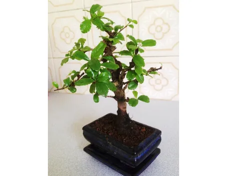 Bonsai carmona