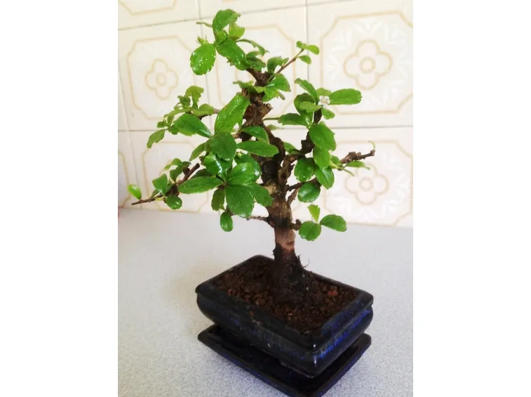 Bonsai carmona