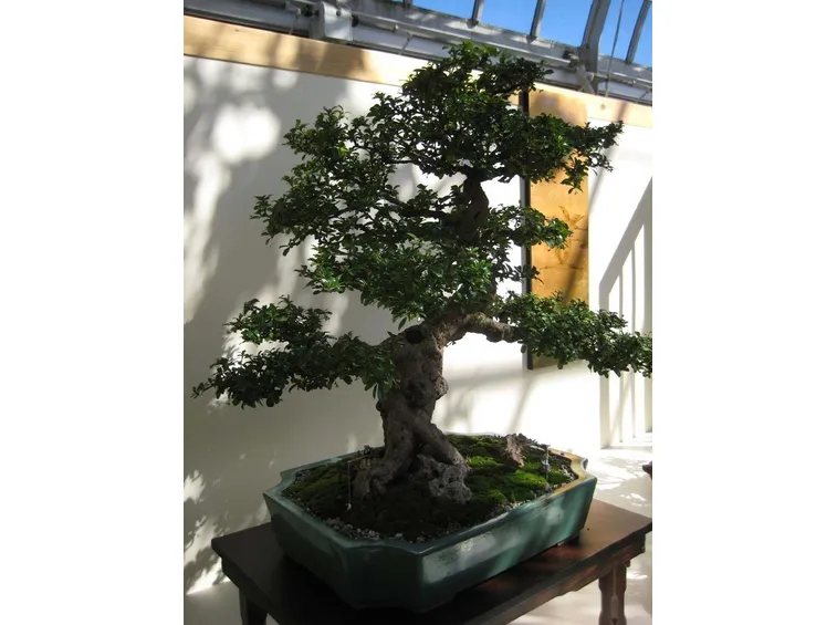 Bonsai carmona