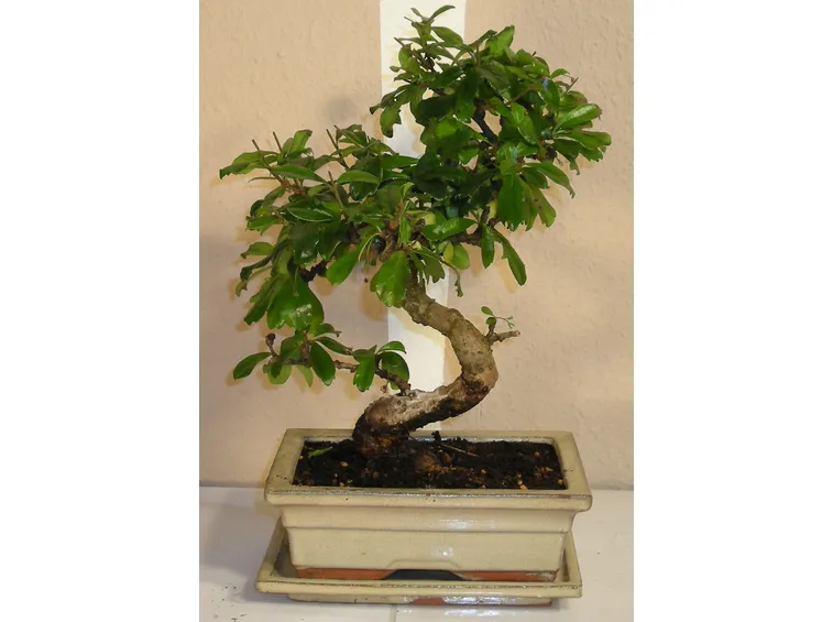 Bonsai carmona