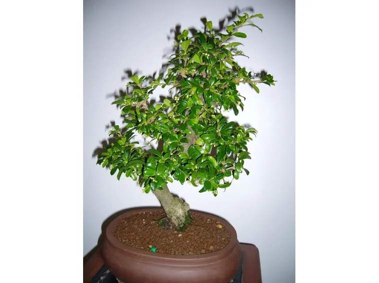 Bonsai carmona