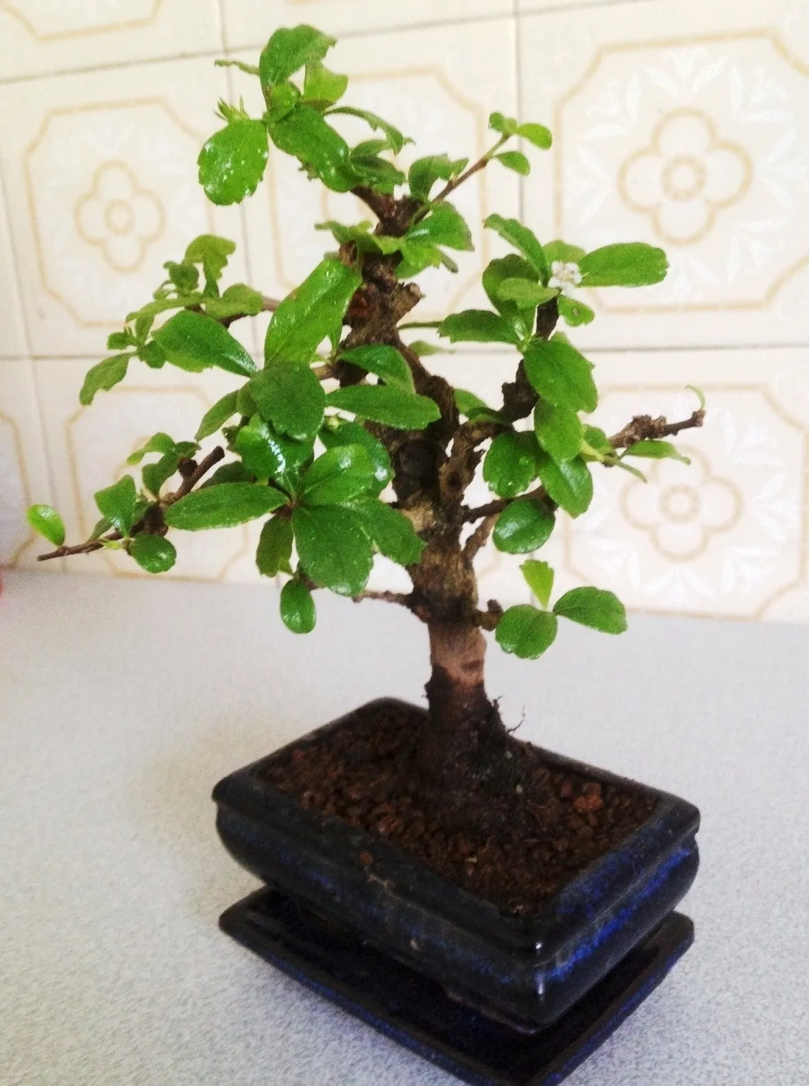 Bonsai carmona
