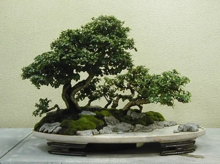Esemplare di bonsai di Carmona microphylla
