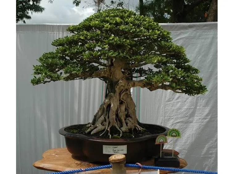 Fogliame di Carmona microphylla