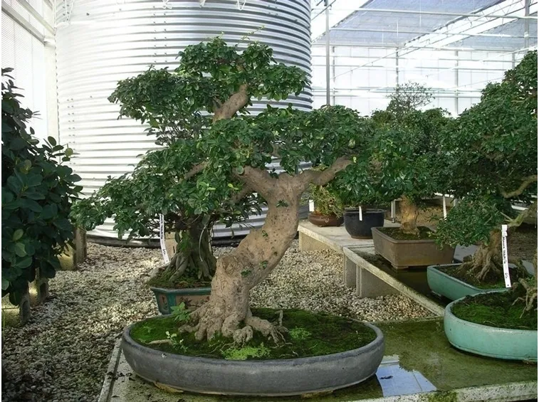 Carmona microphylla bonsai