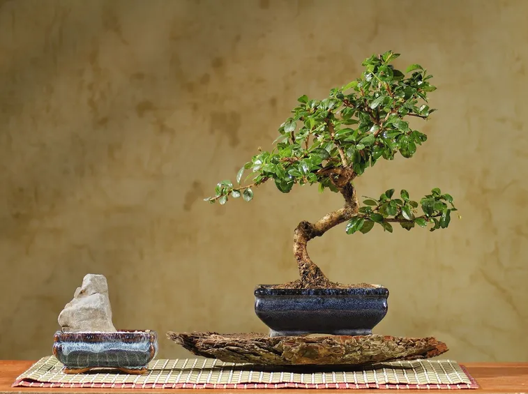 Bonsai di Carmona microphylla