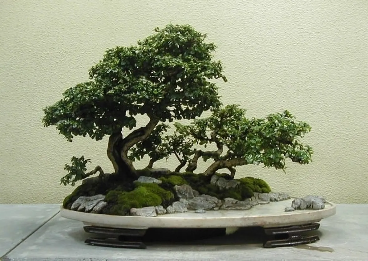 Esemplare di bonsai di Carmona microphylla